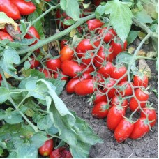 Брисколіно F1 томат детермінантний United Genetics 10 насінин 